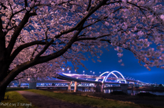 五色桜大橋とサクラ