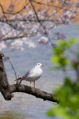 サクラとユリカモメ