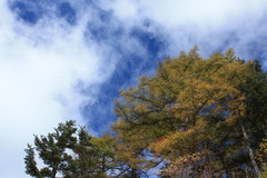 高峰高原の黄葉と青空