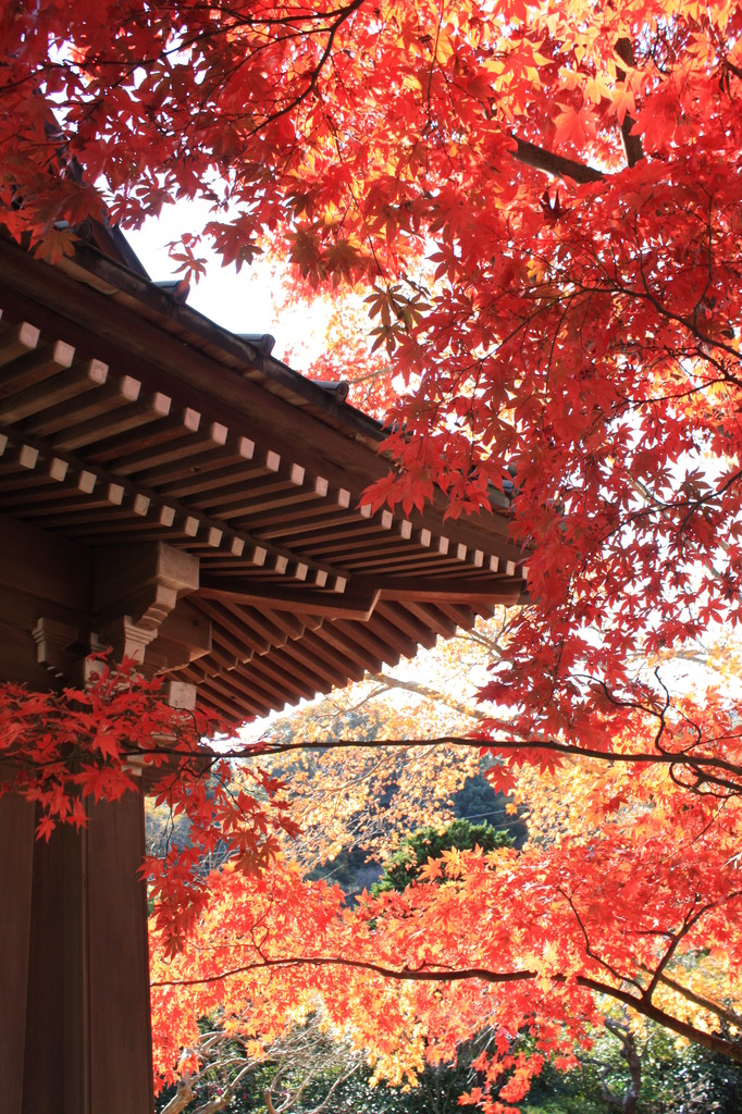 鎌倉海蔵寺と紅葉