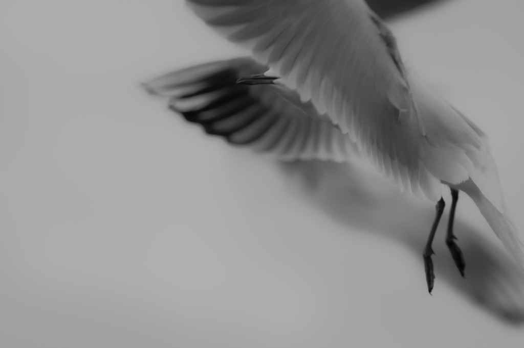 cool bird