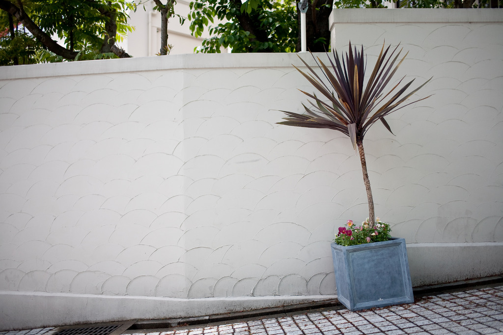 plant on slope