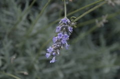 この花の名前教えてください。