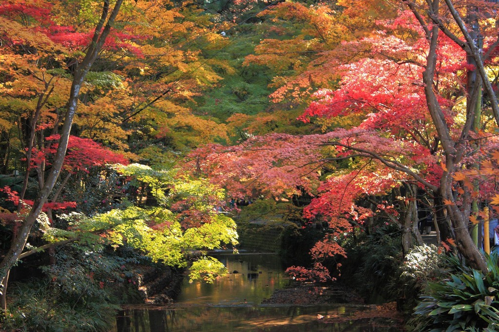 小国神社紅葉