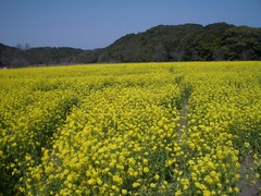 桶ヶ谷沼