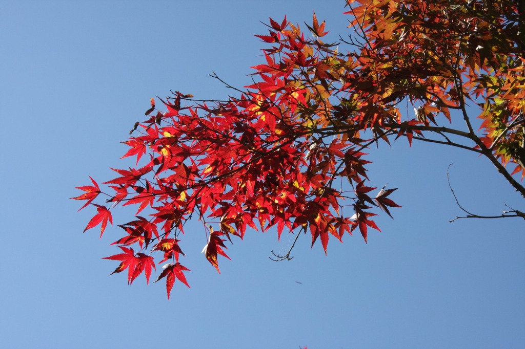 香嵐渓