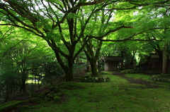 水々しく。