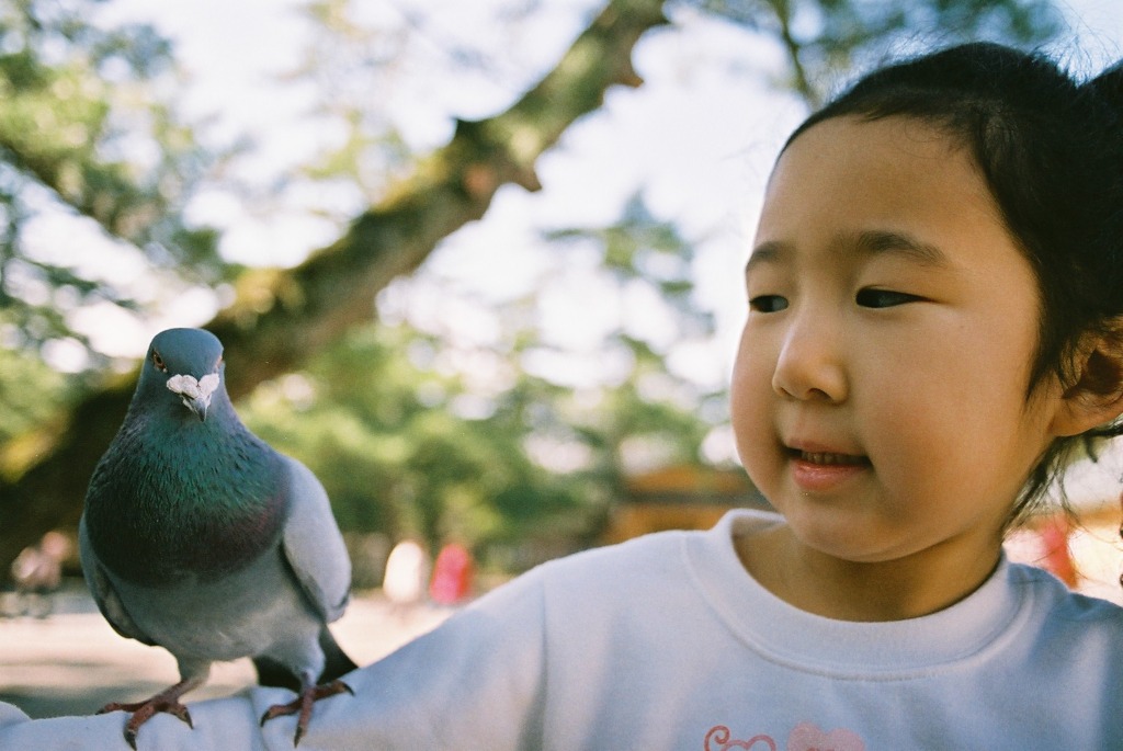 鳩と私