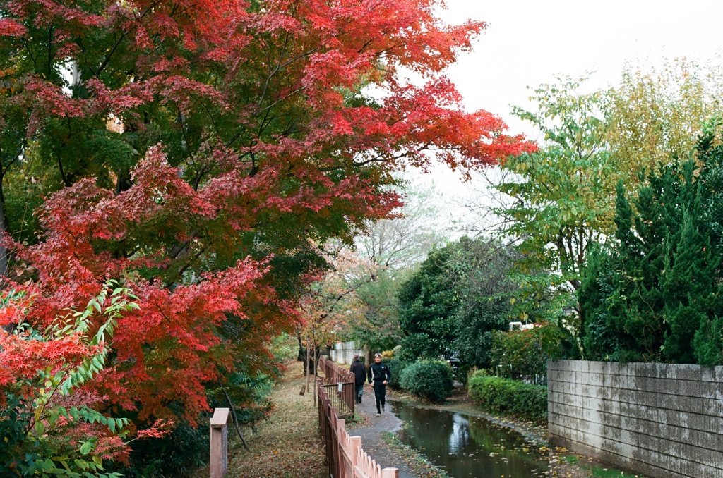 晩秋の玉川上水