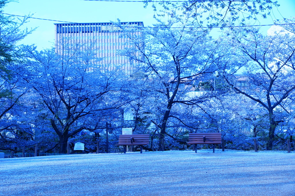 sakura