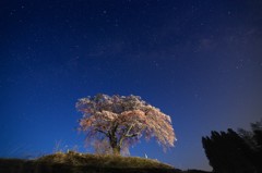 上発知しだれ桜
