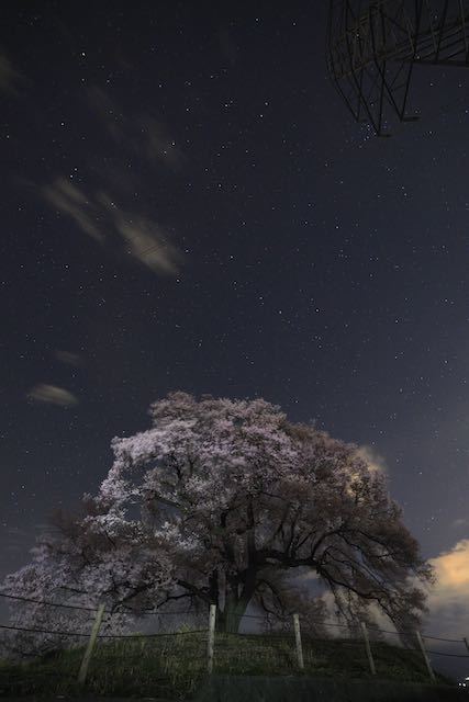 北斗七星と王仁塚の桜