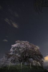 北斗七星と王仁塚の桜