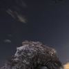 北斗七星と王仁塚の桜