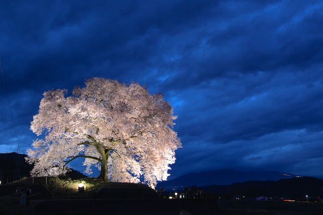 わに塚の桜