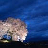 わに塚の桜