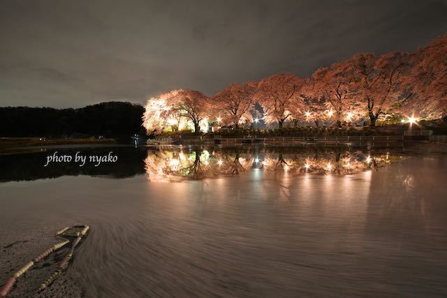 夜桜