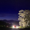 水中のしだれ桜