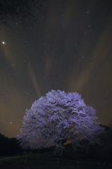 天王桜 2016