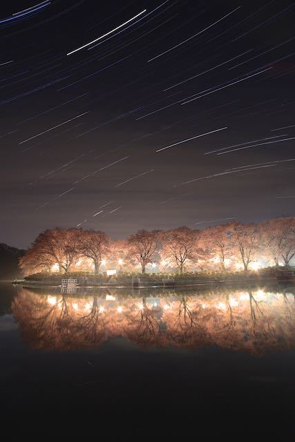 星降る夜の桜