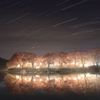 星降る夜の桜