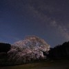 村の１本桜