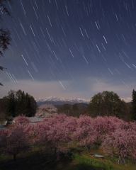 北アルプスと夜桜