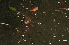 花びら風呂