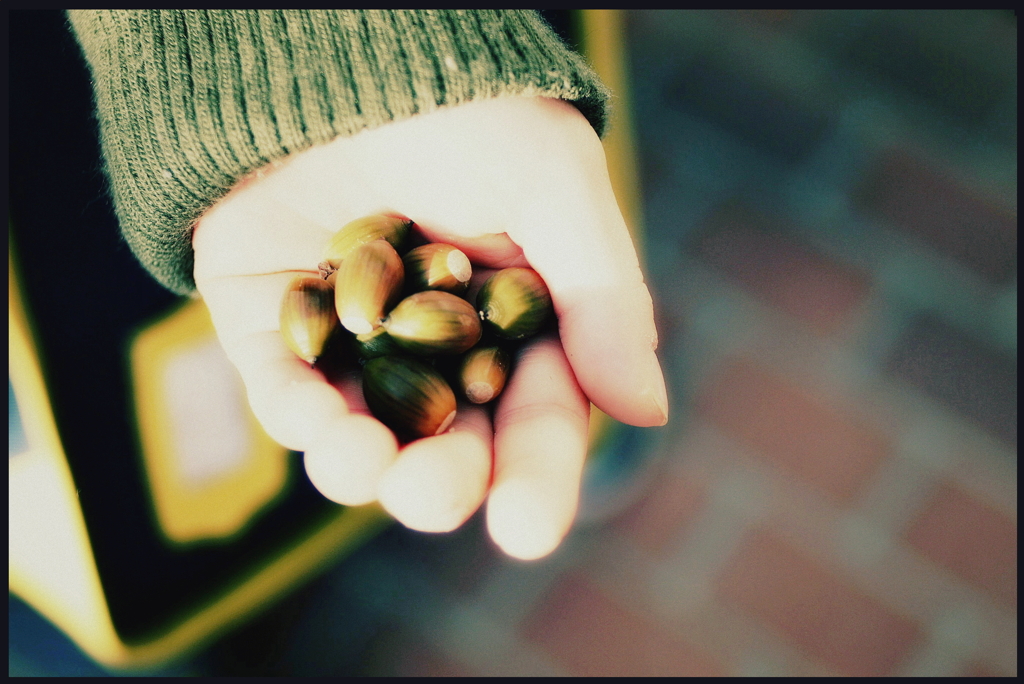 acorn shell