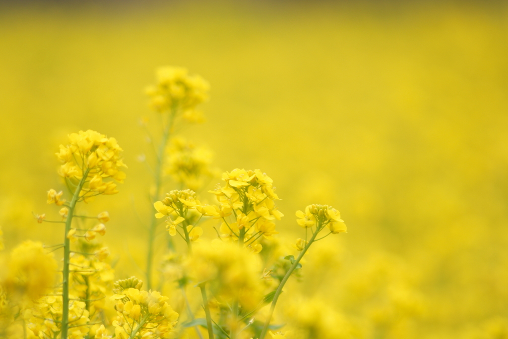 選んだのは菜の花