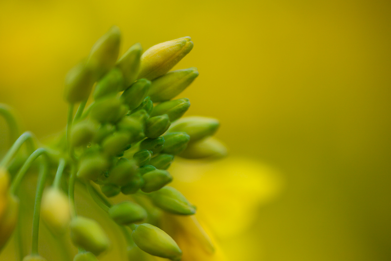 rape blossoms