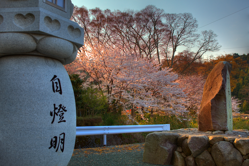 自燈明と桜