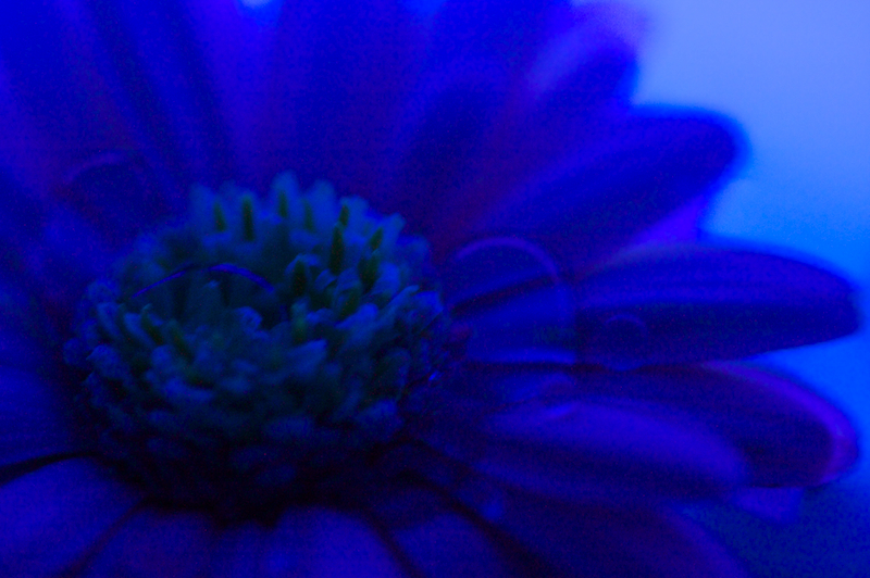 gerbera