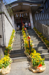菜の花の階段