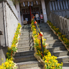 菜の花の階段