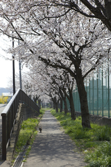 猫の散歩道