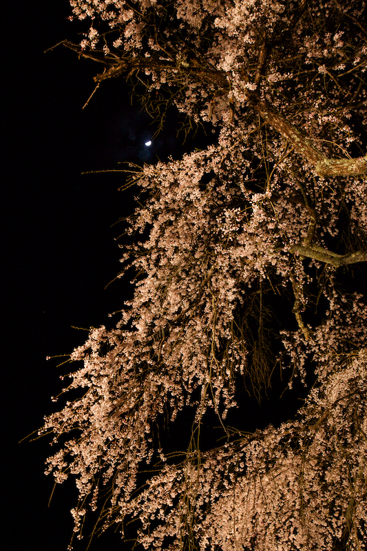 枝垂れ桜と月
