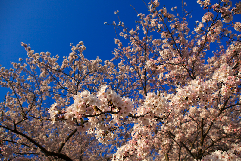 桜満開