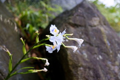 雨の花