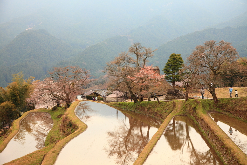 三多気の桜