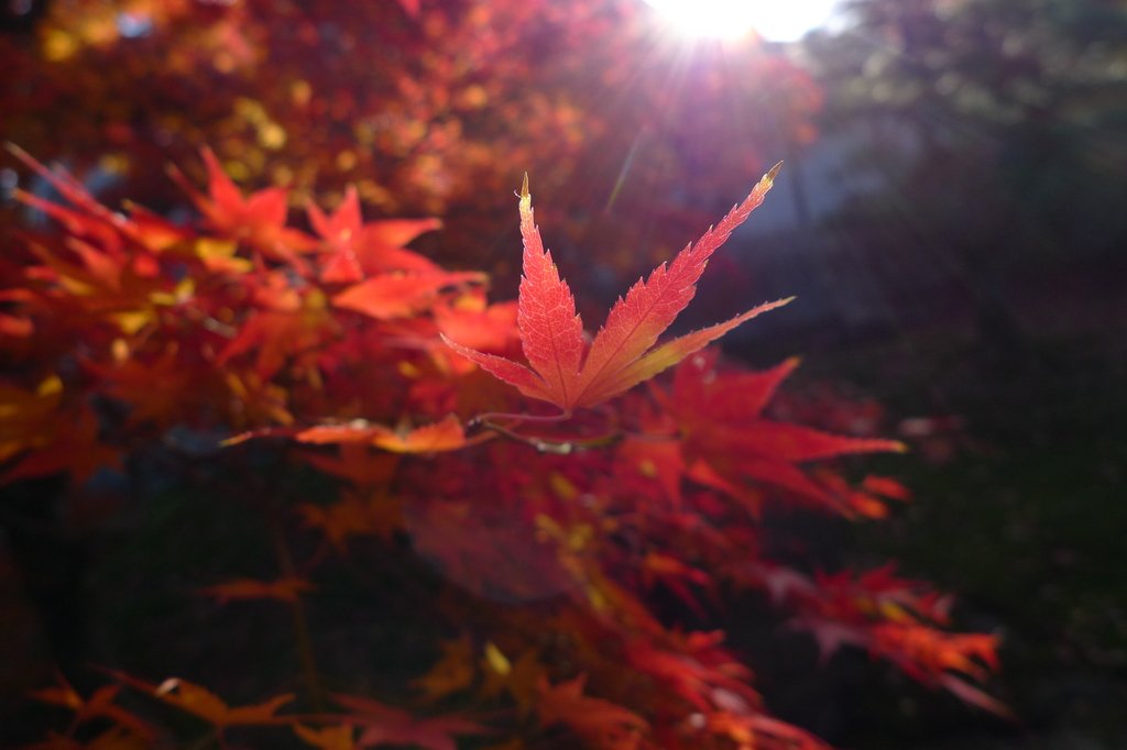 東福寺にて