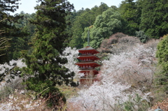 春の五重塔