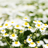 Chamomile