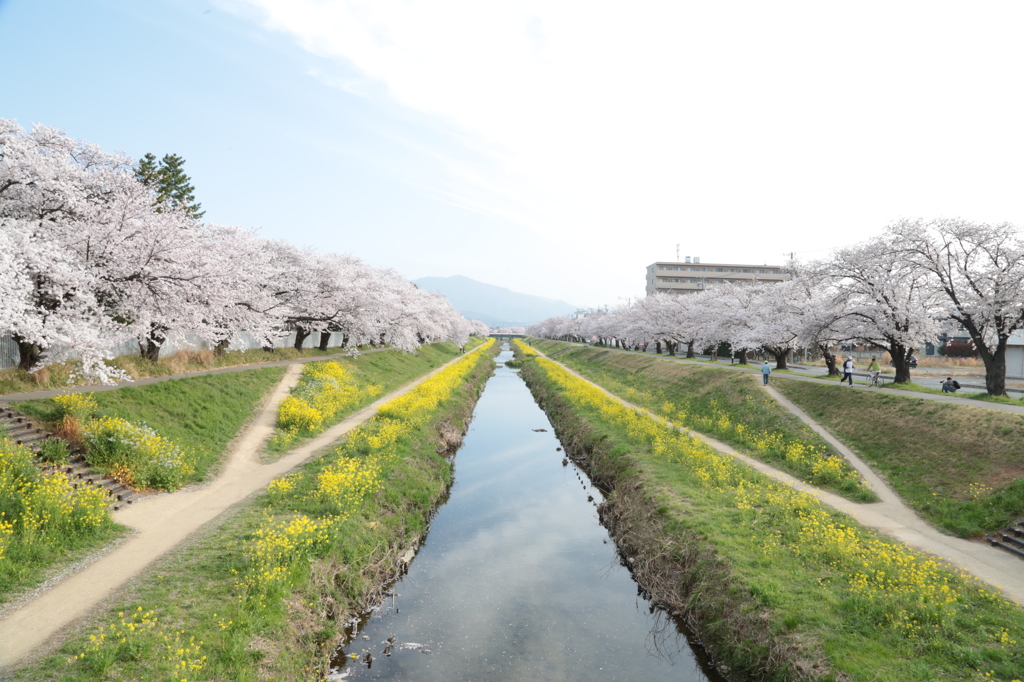 桜並木は続くよ、どこまでも...