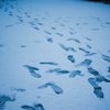 雪の日の都内
