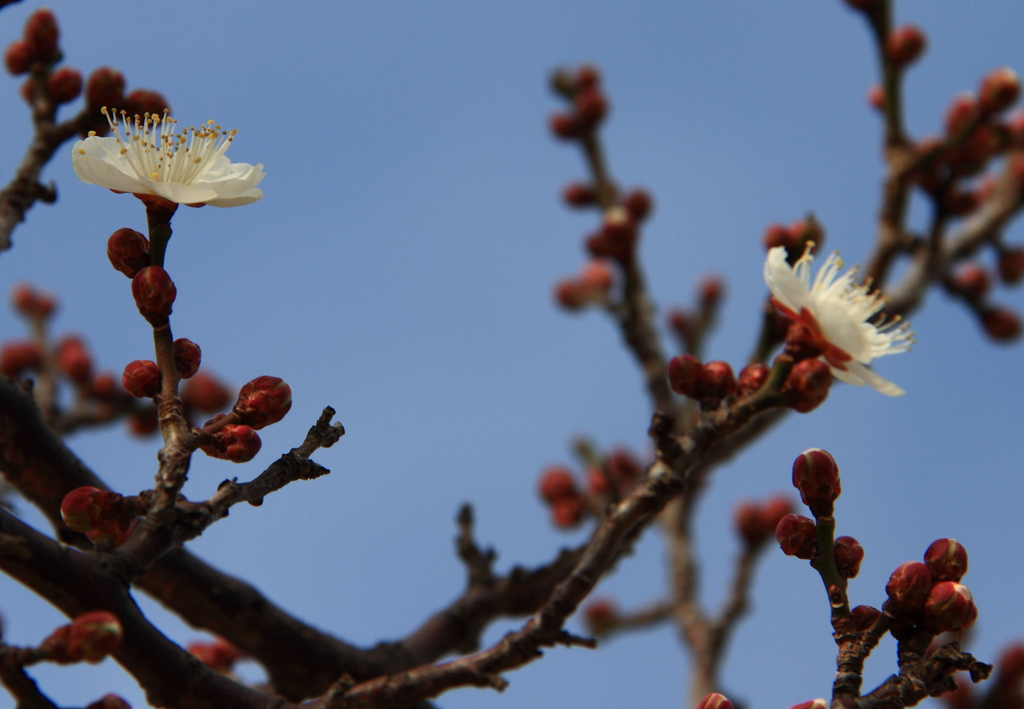 梅ほころぶ頃