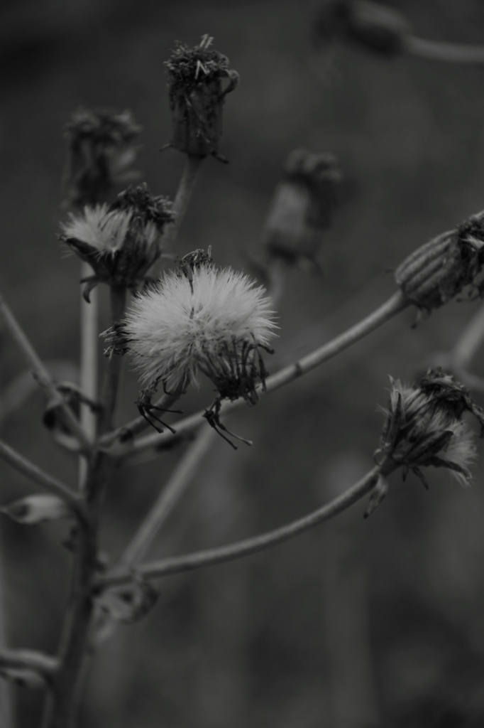 輝いた日々は遠く