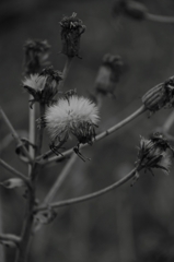 輝いた日々は遠く