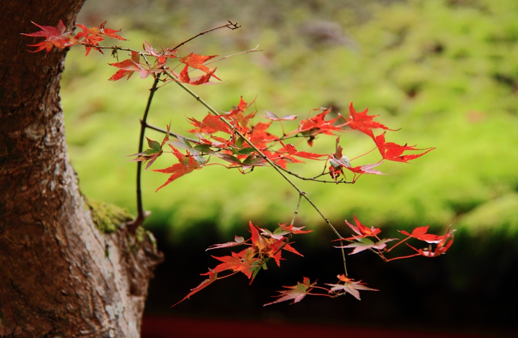 密やかに染まって