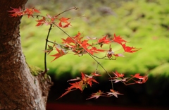 密やかに染まって